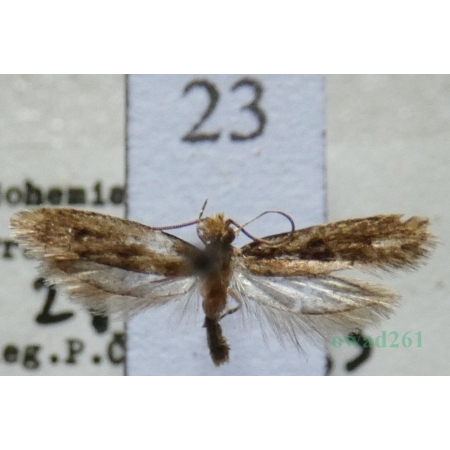 Niditinea fuscella (Linnaeus, 1758) Czech23